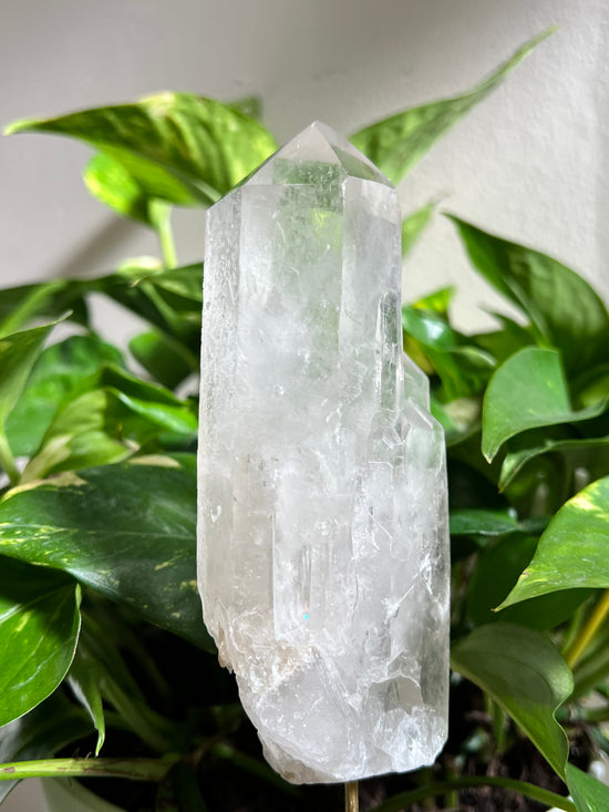 Manifest Large Quartz Plant Crystal