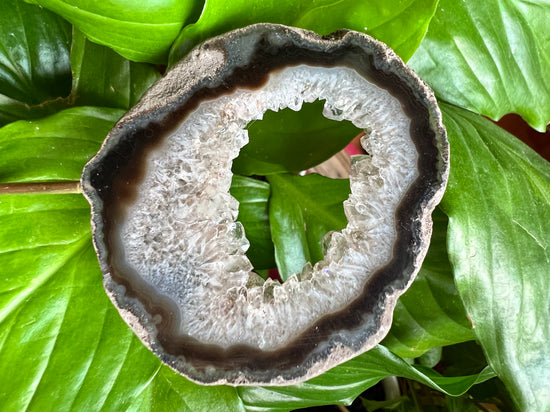 Eternity Agate Plant Crystal