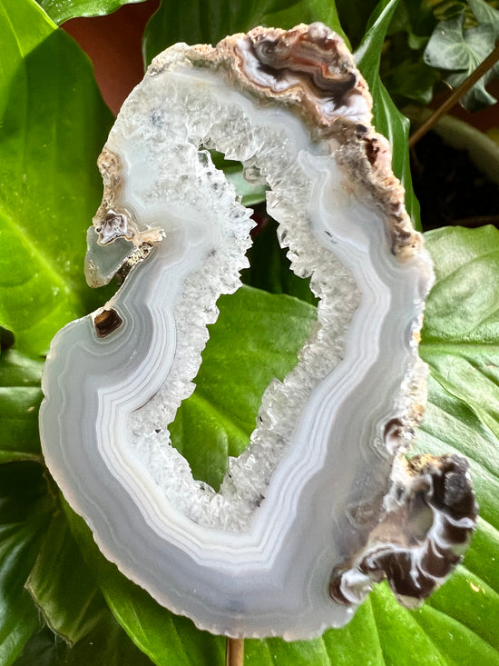 Infinity Agate Plant Crystal