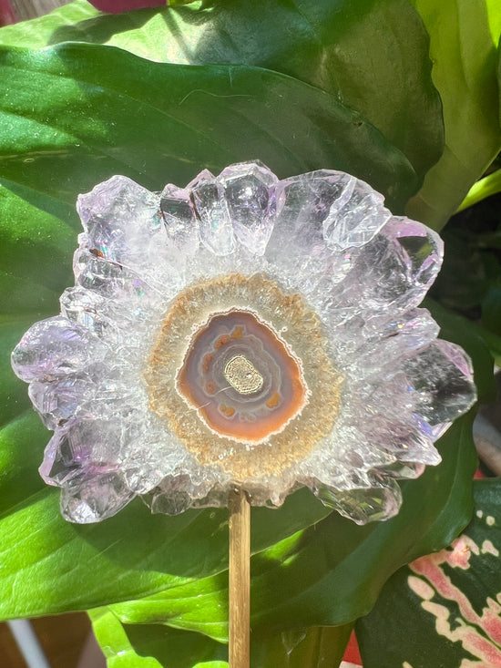 Delilah Stalactite Flower Plant Crystal