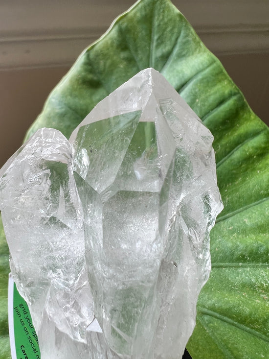 Transcendence Clear Quartz