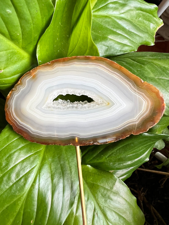 Wings Agate Plant Crystal