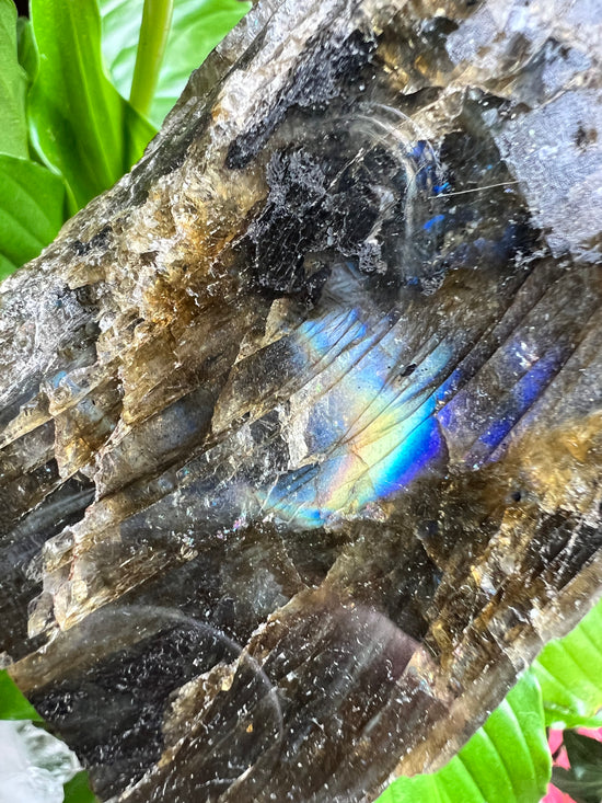 Vibe Labradorite Plant Crystal