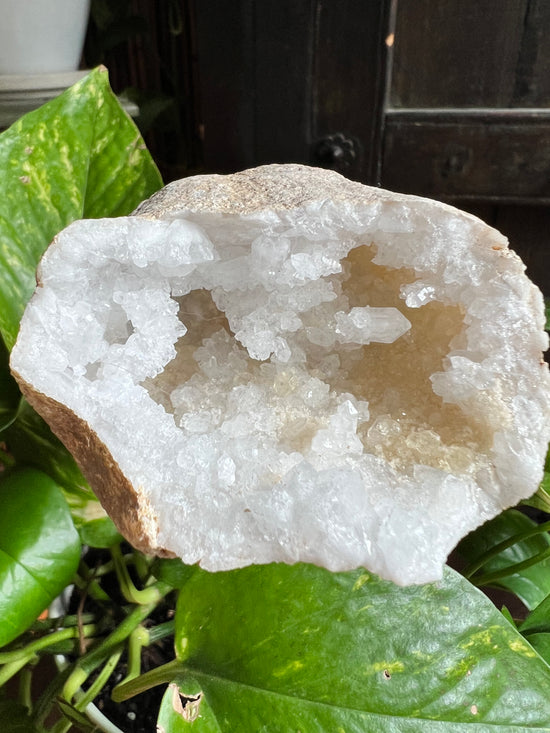 Temple Moroccan Geode Plant Crystal