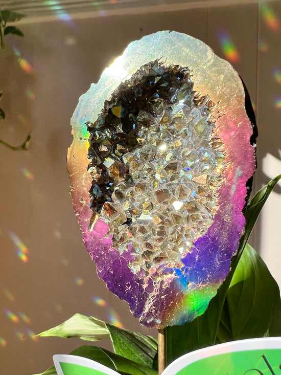 I Dream of Angel Aura Geode Plant Crystal