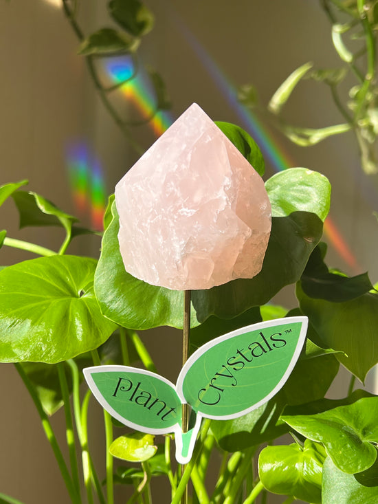 Anahata Large Rose Quartz Plant Crystal