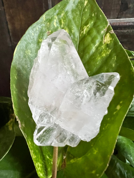 Key Clear Quartz Plant Crystal