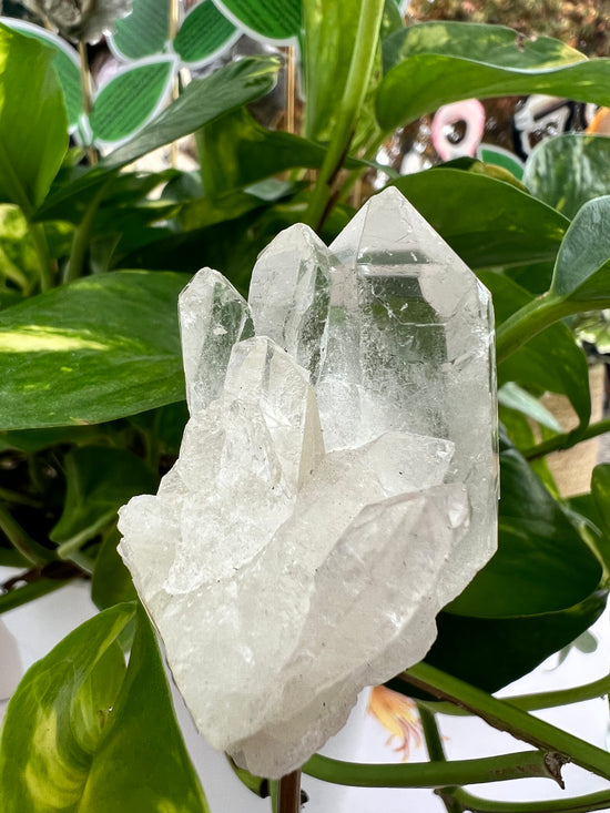 Quartz Plant Crystal