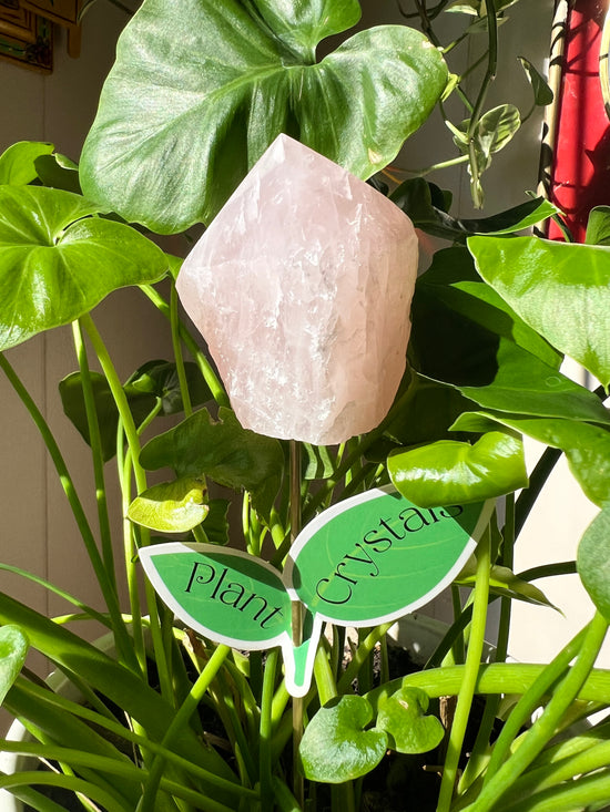 Queen Rose Quartz Plant Crystal