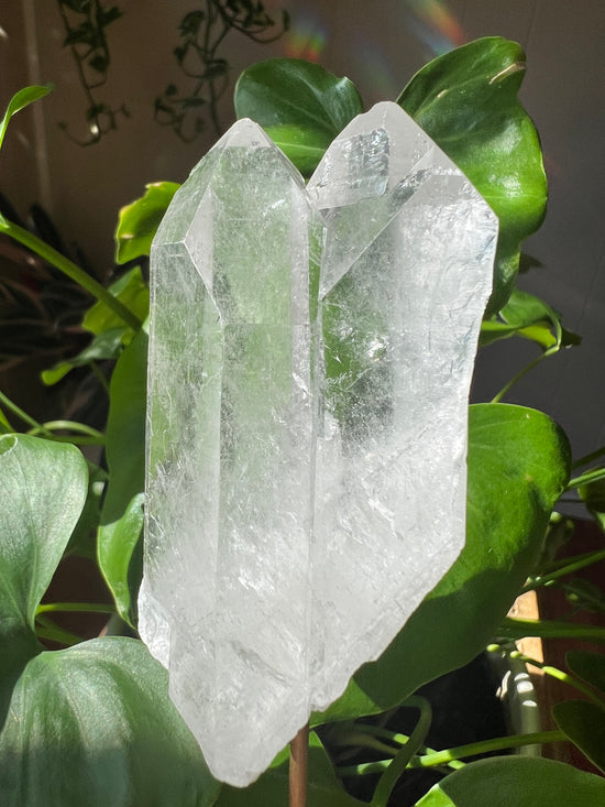 Stand by Me Clear Quartz Plant Crystal