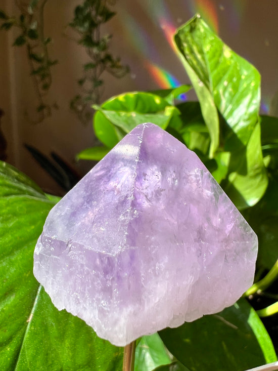 Tippy Amethyst Plant Crystal