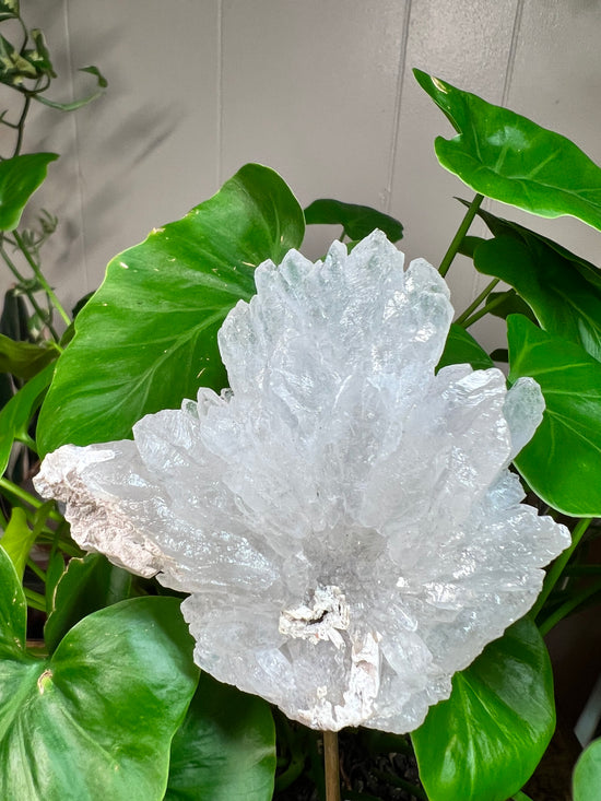 Hi-Five Stalactite Flower Plant Crystal