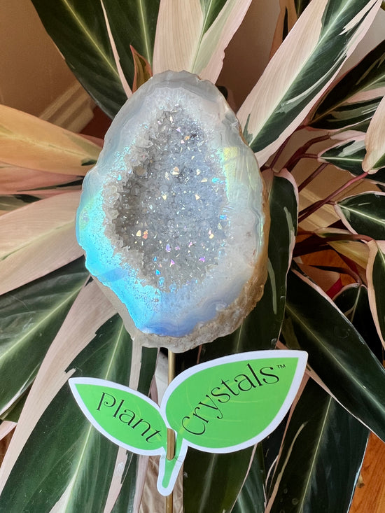 Cave of Wonders Angel Aura Druzy Geode