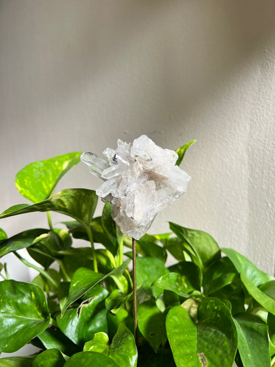 Portal to Pleiades Clear Quartz Cluster Plant Crystal