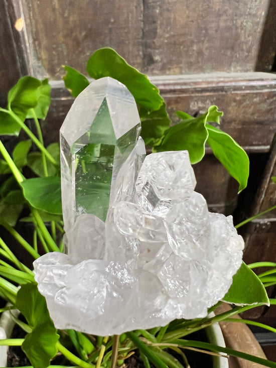 AAA Clear Quartz Plant Crystal